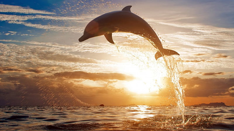 ·â·.â¥ ·Adorable·â·.â¥ ·., water, sea, amanecer, delfin, HD wallpaper